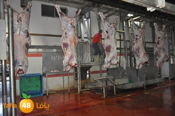 Jam3iya la7m3n (8).JPG